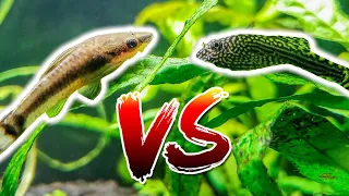 Otocinclus vs Hillstream Loach – Which is Better?