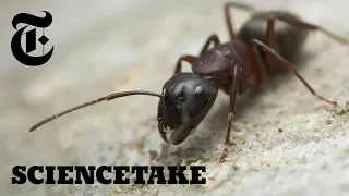 How Ants Sniff Out Food | ScienceTake