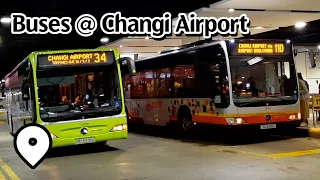 Series of Buses at: Changi Airport