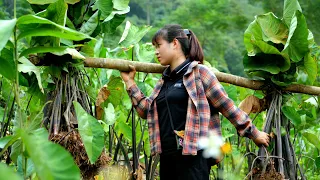 Harvest Taro | Enjoy A Peaceful, Noiseless Rural Life With Your Father | Ly Thi Ly