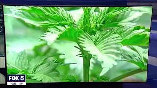 I-Team: CEO wins medical marijuana license then gives $50k to Governor Kemp's Leadership Committee