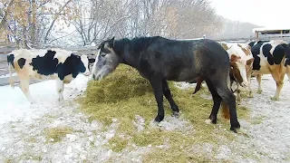 РАЗВЕДЕНИЕ животных 🐮🐷🐴как деревенский БИЗНЕС.Итог года: кого купили кого продали? РАСШИРЯЕМСЯ!!