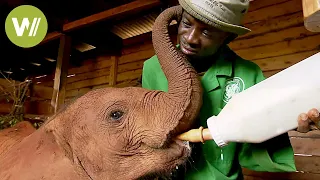 Orphan elephants rescued at the David Sheldrick Wildlife Trust (Nairobi, Kenya)