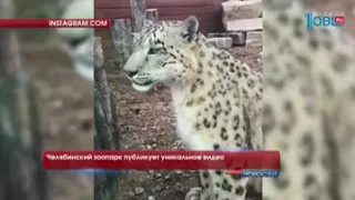 Челябинский зоопарк публикует уникальное видео