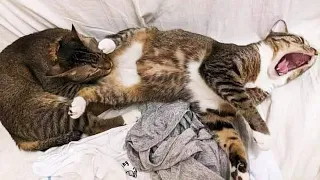 (Re-Upload) BEST CAT MEMES COMPILATION OF 2021 PART 42