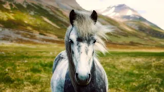 Horses with Native Flute music~~BEAUTIFUL & CALMING~~