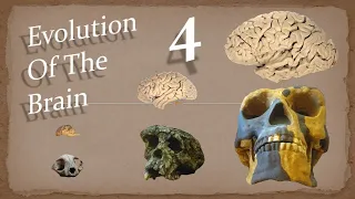 How Hearing Evolved | Evolution Of The Brain - Episode 4