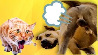 Dogs And Cats Reaction To Fart  TRY NOT TO LAUGH 🤮 Funny Animal