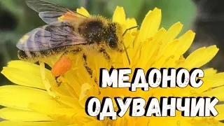 Медонос одуванчик / Существует ли мёд с одуванчика?