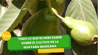 Todo lo que debes saber sobre el cultivo de guayaba manzana - TvAgro por Juan Gonzalo Angel Restrepo