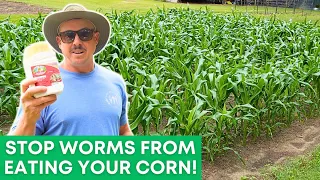 Organic Ways to Stop Corn Worms!
