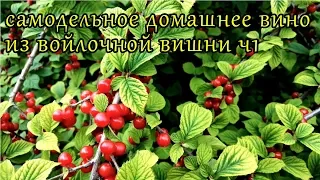 домашнее вино из войлочной вишни ч1