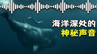 来自海洋深处的4种神秘声音，听完后你会有什么感受？【Hi科普啦】