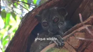 Madagascar, Green Treasures of the Red Island - DVD Trailer