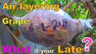 air layering - What ??? if Your late in cutting the air layer