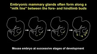 CARTA: Unique Features of Human Skin – Hair Follicles Mammary Glands and Sweat Glands