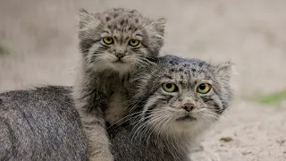 Pallas's cat Mia: it's so hard to be a mom!