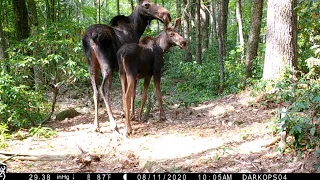 2020 TRAIL CAM VIDEOS