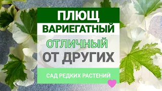 Раскудрявый плющ вариегатный. Отличный от других хедер