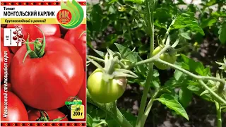Какие сорта томатов самые урожайные? Урожайные сорта томатов