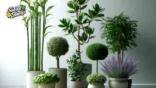 +Las 5 Plantas Más Buscadas, para Atraer Suerte y éxito.