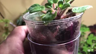 How-To. -  Transferring African Violets To Semi-Hydro