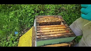 The process of receiving mated queens in the post all the way to releasing them in your hive 5/5/24