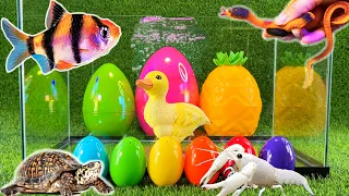 Colorful surprise eggs, lobster, snake, cichlid, betta fish, turtle, butterfly fish, discus