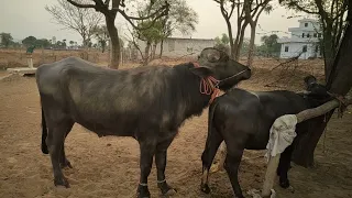 First Time Garbhdharan Bhains Pada Se