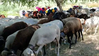 FESTA DA TRANSUMÂNCIA E DOS PASTORES - SEIA (2)