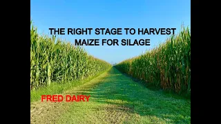 THE RIGHT STAGE TO HARVEST MAIZE FOR SILAGE FULLY DETAILED