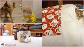 Boss Mèo Siêu Yêu Siêu Lầy Trên Douyin❤Tik Tok Cute & Funny Cat Pt.2 - Tik Tok Trung Quốc 抖音