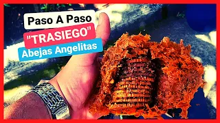 Como hacer Trasiego de ABEJAS ANGELITAS [COLMENA INPA]🐝 Curso de Meliponicultura #005