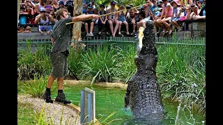 Dinosaurs at Australian Reptile Park