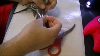 HOW TO PROPERLY CLIP BUDGIE WINGS 'BUDGIE WHISPERER'