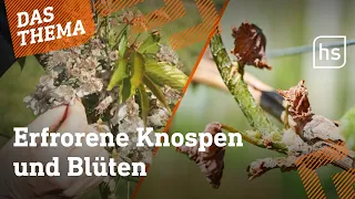 Frost gefährdet Obst- und Weinernte in Hessen | hessenschau