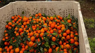 Pisca de mandarina 🍊por contrato en California /  tangerine harvest 2023
