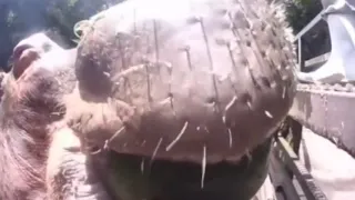 OMG!! See this hippo eating watermelon!!