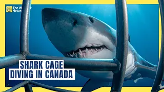 Get a Sneak Peak at Nova Scotia's First Shark Cage Diving Experience