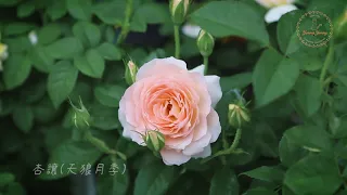 連續暴雨後，盛開中的玫瑰還好嗎？/四月花園/玫瑰花園#花園#天台花園#玫瑰花園#garden#gardening#rose garden