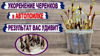 🍇 Отличный СПОСОБ УКОРЕНЕНИЯ черенков винограда для САМЫХ ЛЕНИВЫХ. Автопоилка на службе виноградаря.