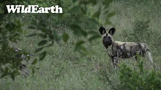 WildEarth - Sunrise  Safari - 20 Nov 2022