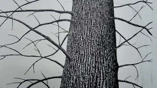 How to Draw Tree Bark on Trees in Perspective