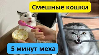 Смешные животные 2023! Смешные коты!Funny animals!