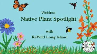 ReWild Long Island Native Plant Spotlight - Spring 2024 Plant Sale