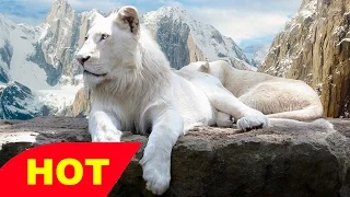 The Rare and Exotic Animals   White Lions  HDNational GeographicFull Documentary