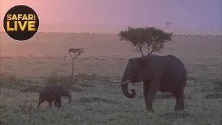 safariLIVE- Sunset Safari - September 25, 2018