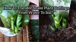 How To Transfer Snake Plant Cuttings From Water To Soil | Snake Plant Propagation By Leaf Cuttings