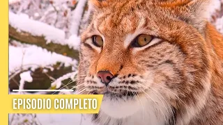 El Lince, un Cazador Excepcional | Episodio Completo