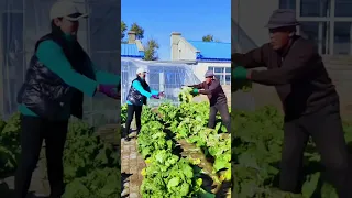 Harvest chinese cabbage in brick yard #shorts #Satisfying